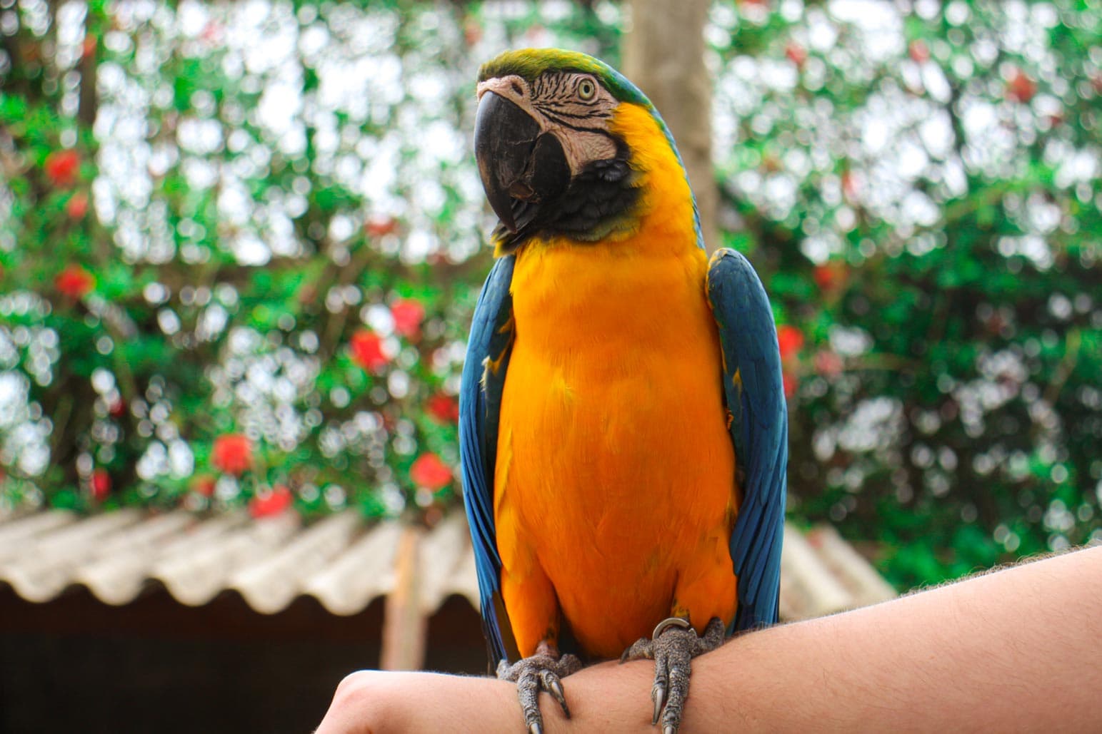 Arara azul e amarela, atração natural do resort