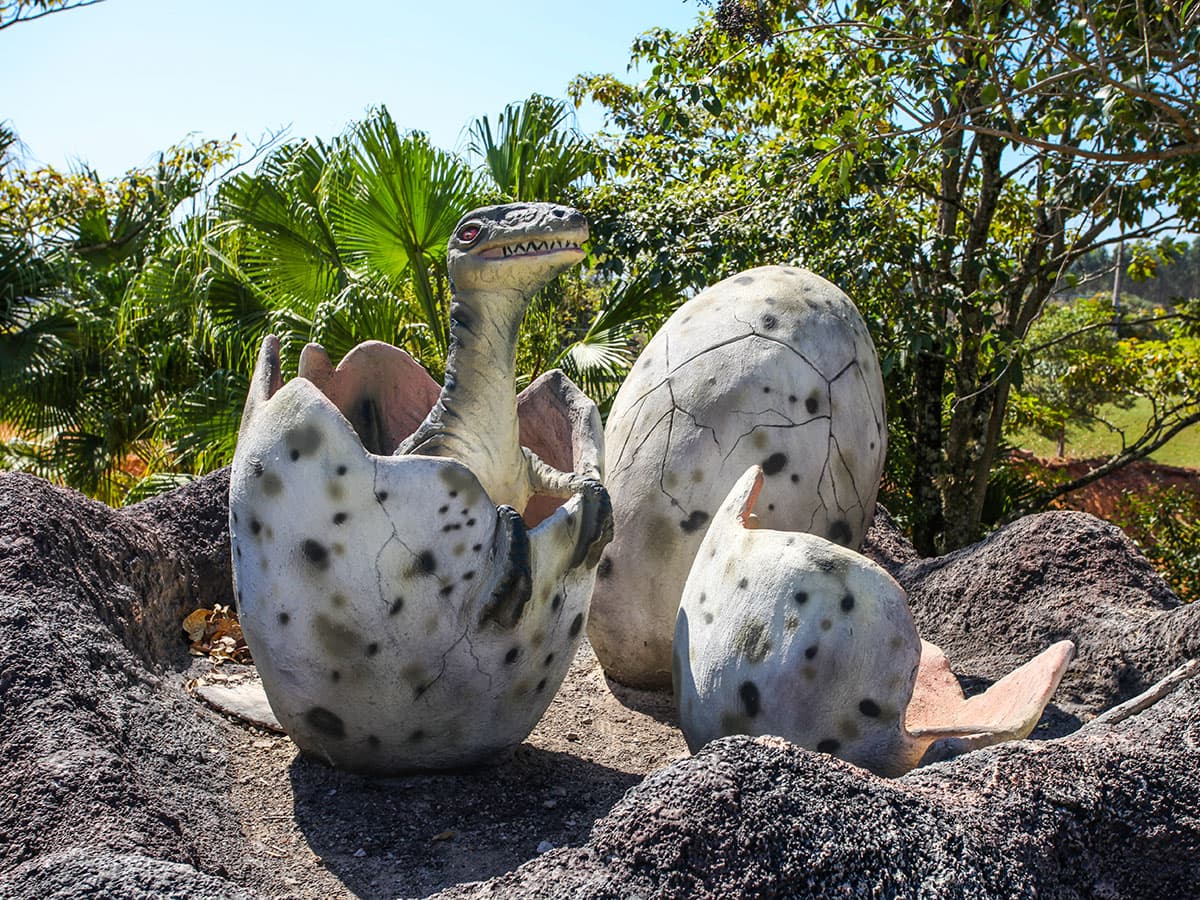 Arara azul no resort